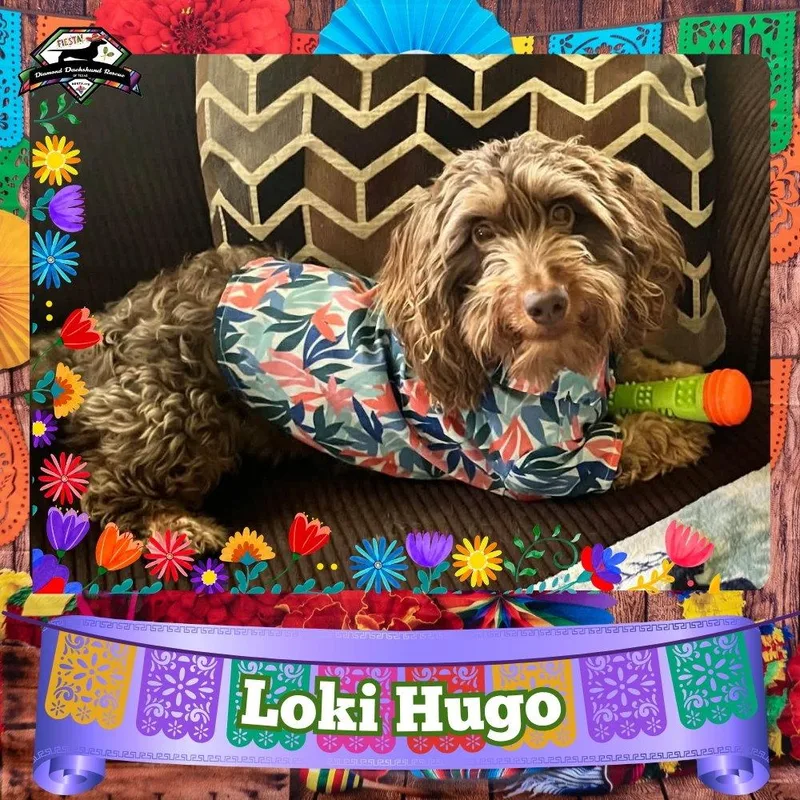 Loki Hugo thumbnail 3