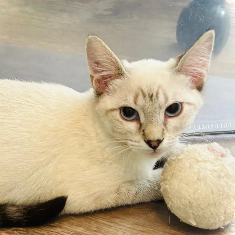 A baby small-sized female Domestic Short Hair cat named Skyler for adoption in Grantsville, UT