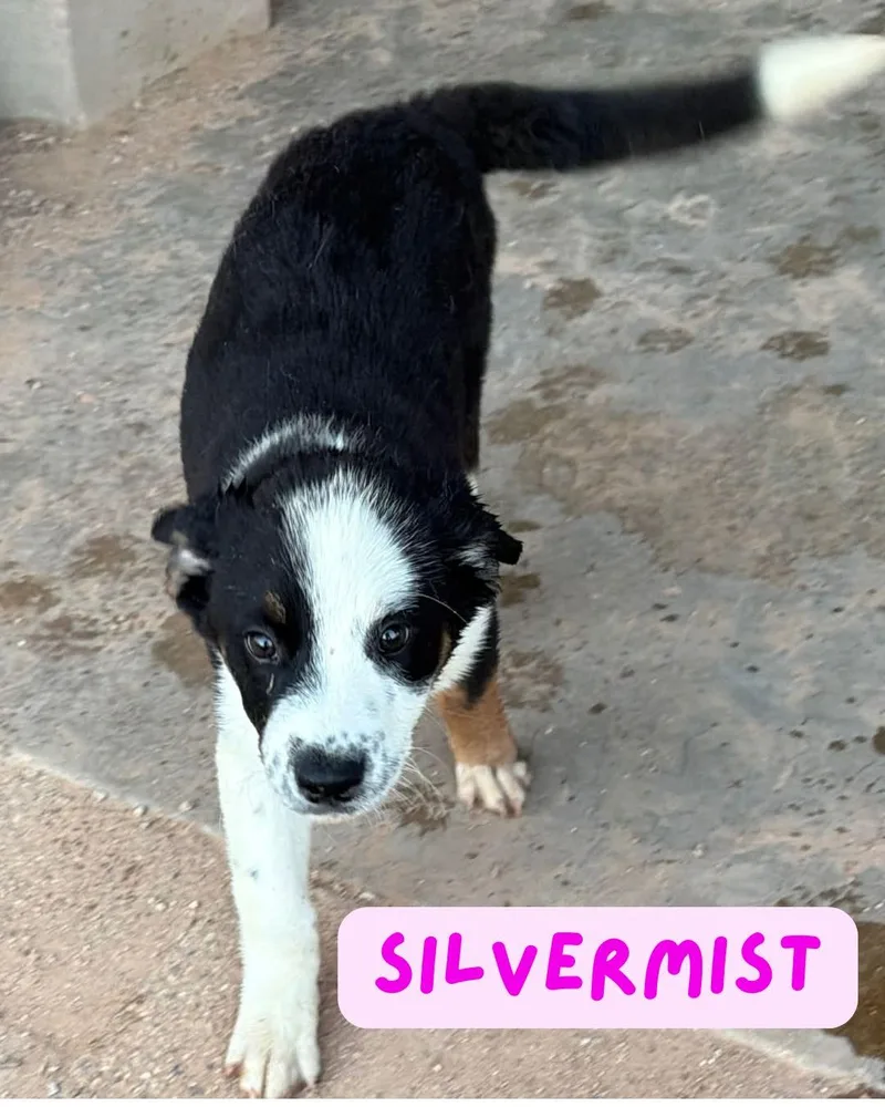 A baby large-sized female Golden Retriever dog named Silvermist for adoption in Tucson, AZ
