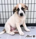 A baby medium-sized male Great Pyrenees dog named Albacore for adoption in Madison, NJ