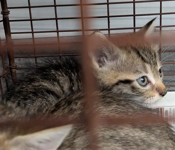 A baby small-sized male Domestic Short Hair cat named Jasper for adoption in San Martin, CA