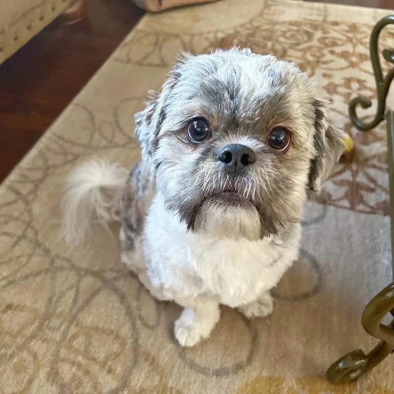 A young small-sized male Shih Tzu dog named Geo for adoption in Flower Mound, TX