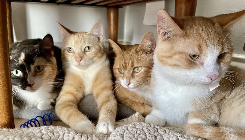 Tinker And Bell Pair