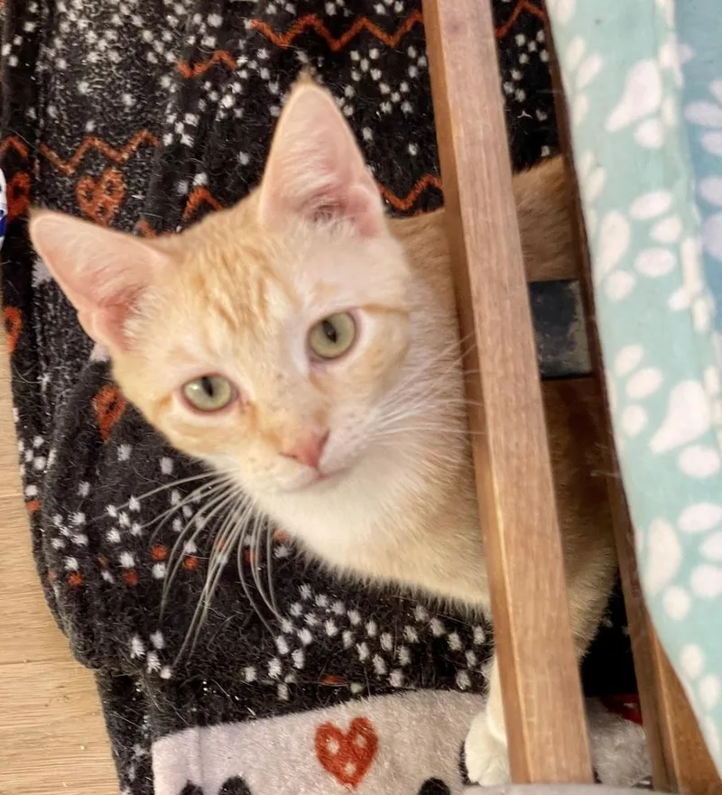 Tinker And Bell Pair thumbnail 2