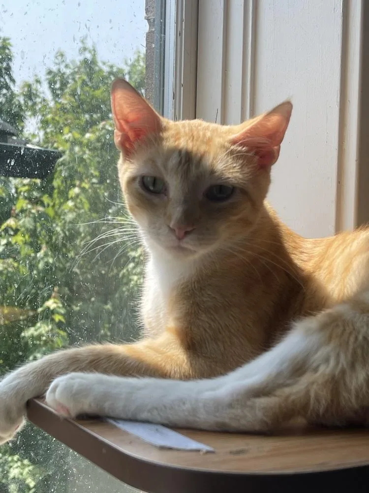 Tinker And Bell Pair thumbnail 4