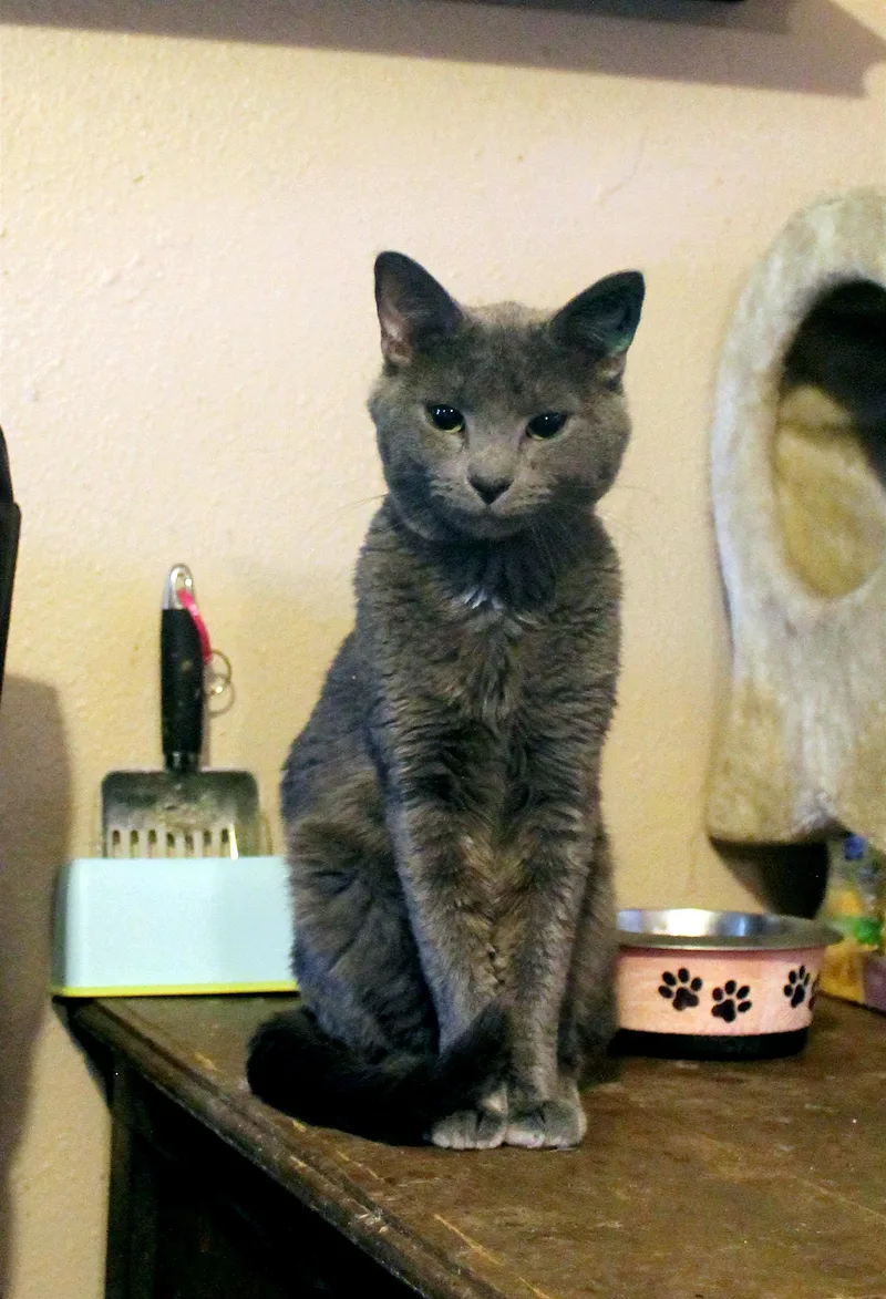 A young medium-sized male Gray / Blue / Silver Russian Blue cat named Vodka for adoption in Guthrie, OK