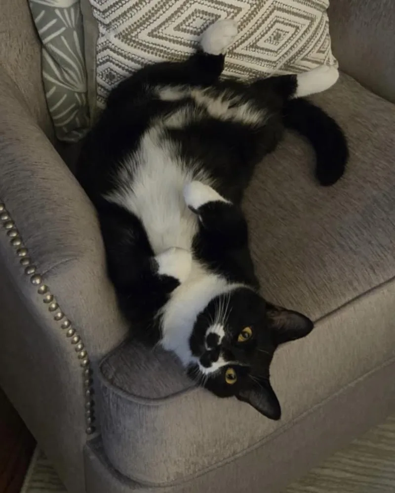 A young medium-sized male Black & White / Tuxedo Domestic Short Hair cat named Frankie Avalon Golden Eyes for adoption in Staten Island, NY