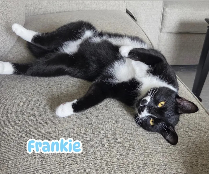 Frankie Avalon Golden Eyes thumbnail 4