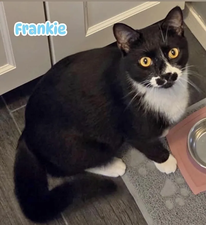 Frankie Avalon Golden Eyes thumbnail 6