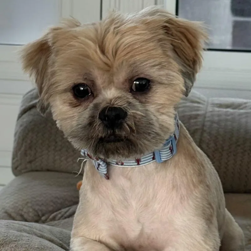 An adult small-sized male Shih Tzu dog named Ernie for adoption in Santa Fe, TX