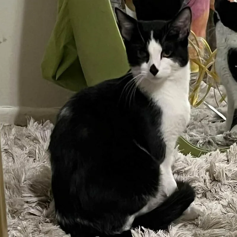 Maverick & Smudge thumbnail 2