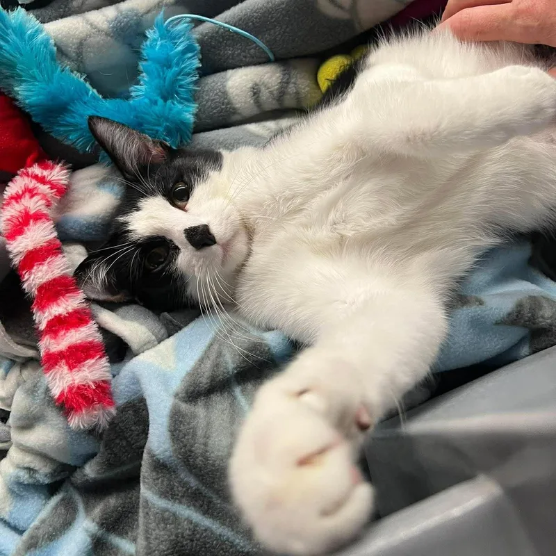 Maverick & Smudge thumbnail 5