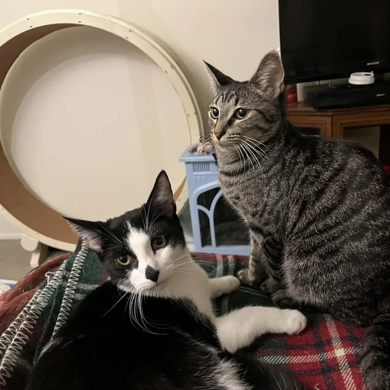 A young medium-sized male Tabby (Gray / Blue / Silver) Domestic Short Hair cat named Maverick & Smudge for adoption in Royal Oak, MI