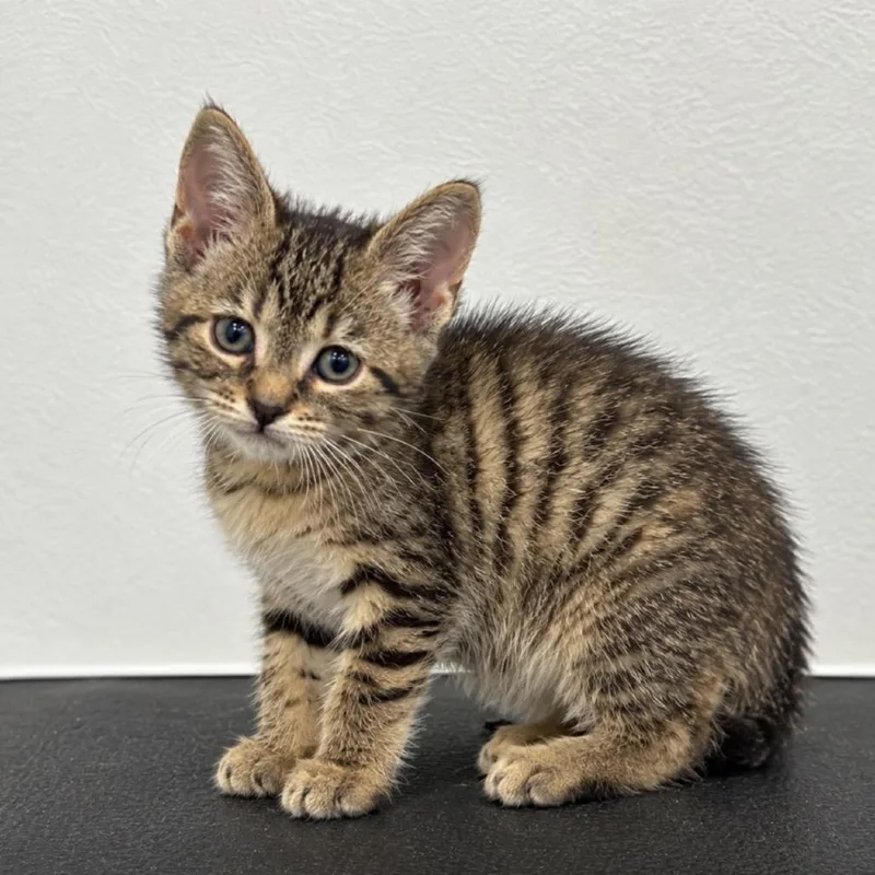 A baby small-sized female Brown / Chocolate Domestic Short Hair cat named Lady Furrington C for adoption in Princeton, MN