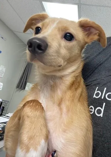 An adult small-sized male Chiweenie dog named Bolt for adoption in Batavia, OH