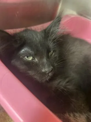 A baby medium-sized female Domestic Long Hair cat named Reagan for adoption in Picayune, MS