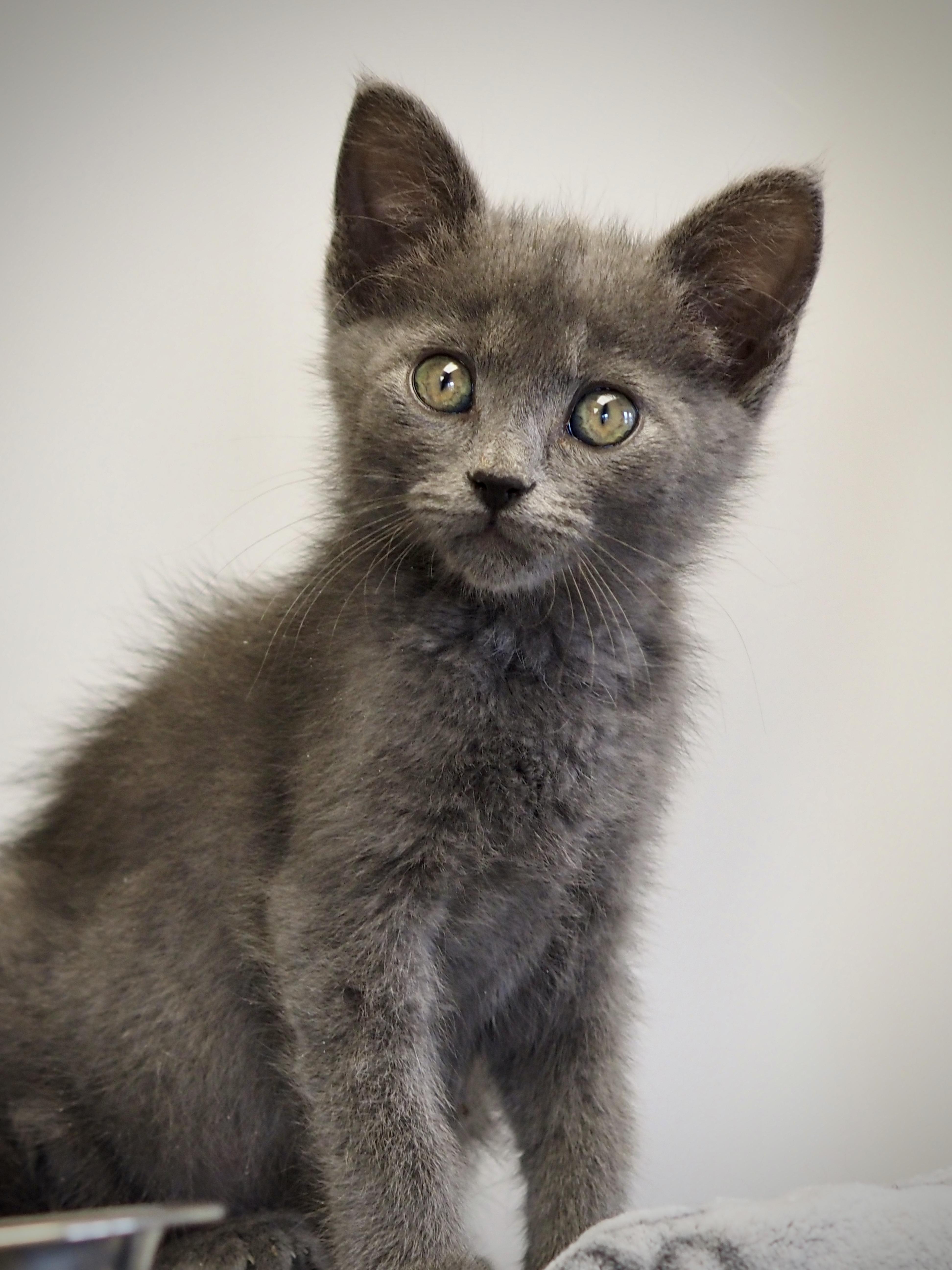 A baby medium-sized male Tabby (Gray / Blue / Silver) Domestic Short Hair cat named Takis for adoption in Buena Vista, CO