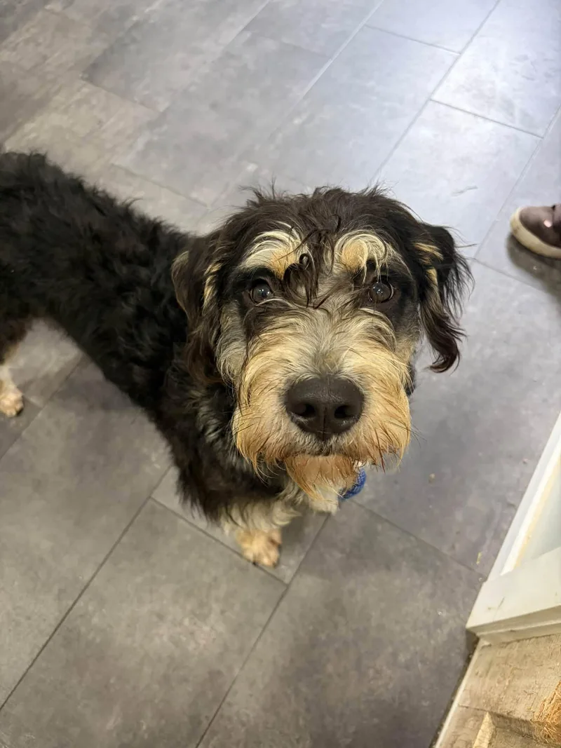 An adult medium-sized female Poodle dog named Tootsie for adoption in Monticello, NY