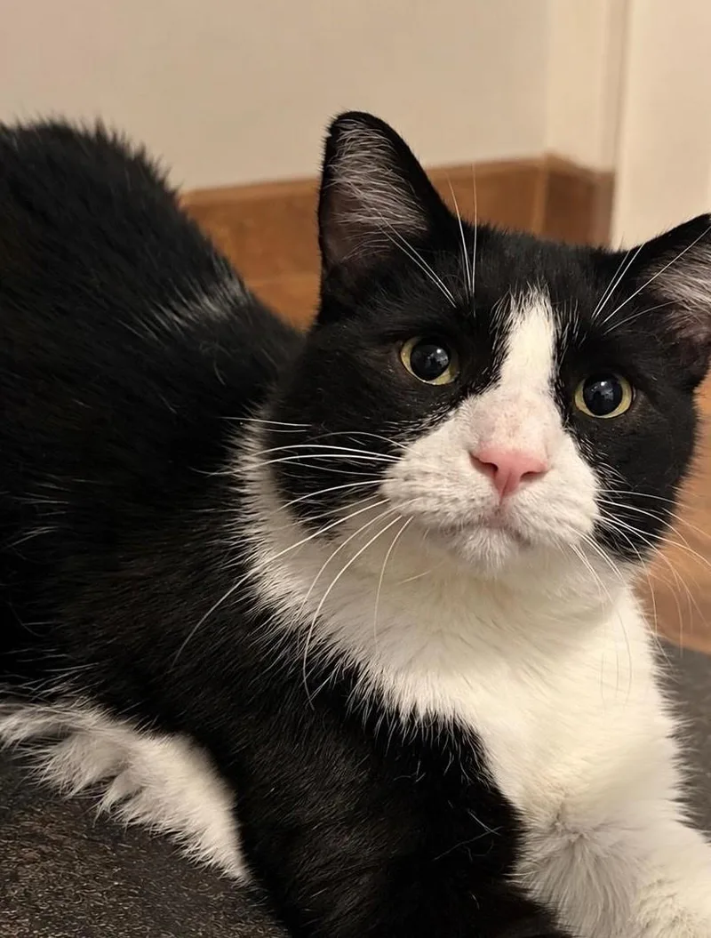 An adult large-sized male Tuxedo cat named Kylian for adoption in Las Cruces, NM