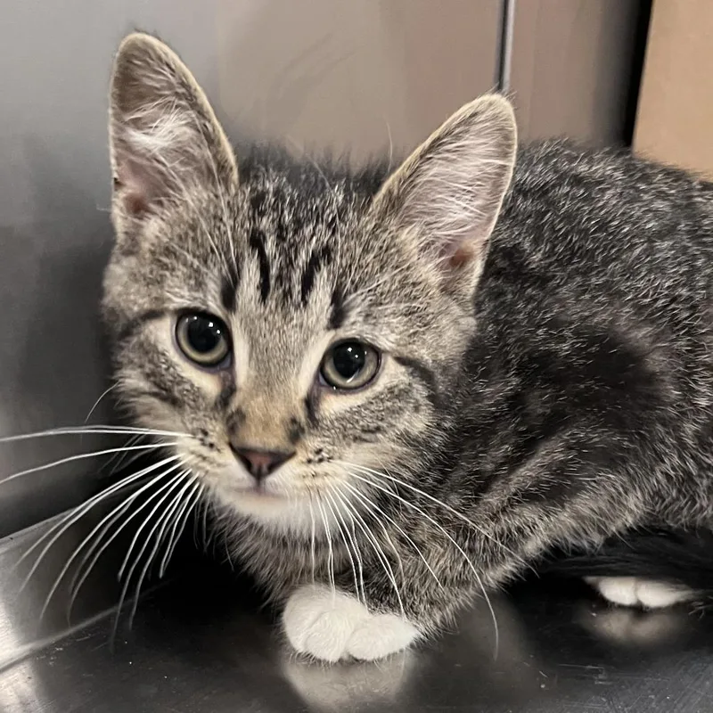 A baby small-sized male Brown / Chocolate Domestic Short Hair cat named Peterbilt for adoption in Washburn, MO