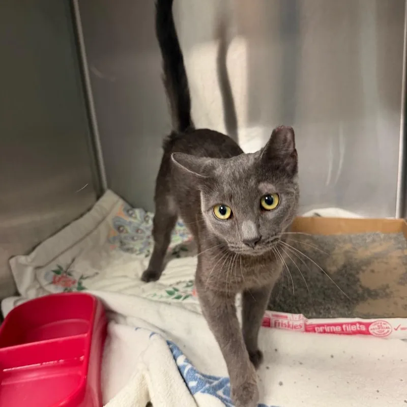 An adult medium-sized female Gray / Blue / Silver Domestic Short Hair cat named Luna for adoption in East Hanover, NJ
