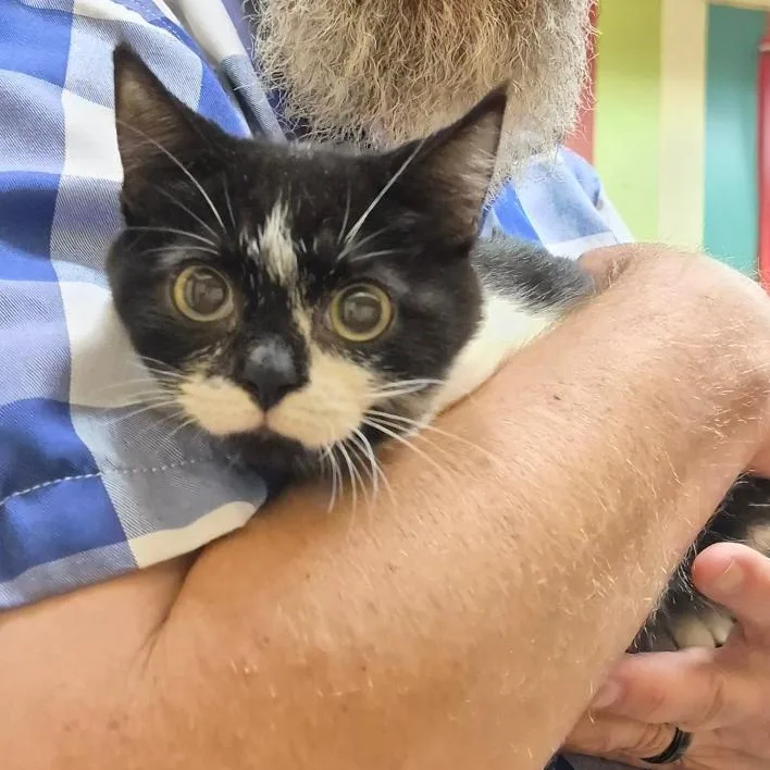 A young medium-sized female Black & White / Tuxedo Domestic Short Hair cat named Sierra for adoption in Stuart, VA