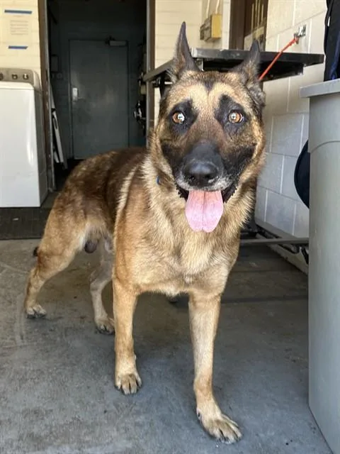 An adult large-sized male German Shepherd Dog dog named Mowgli for adoption in Stockton, CA