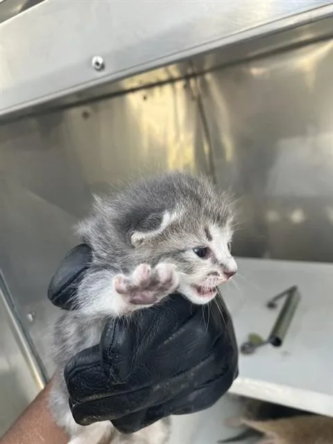 A baby small-sized male Domestic Short Hair cat named Clint for adoption in Dallas, TX