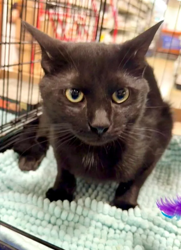 A young medium-sized male Domestic Short Hair cat named Marlow for adoption in Augusta, GA