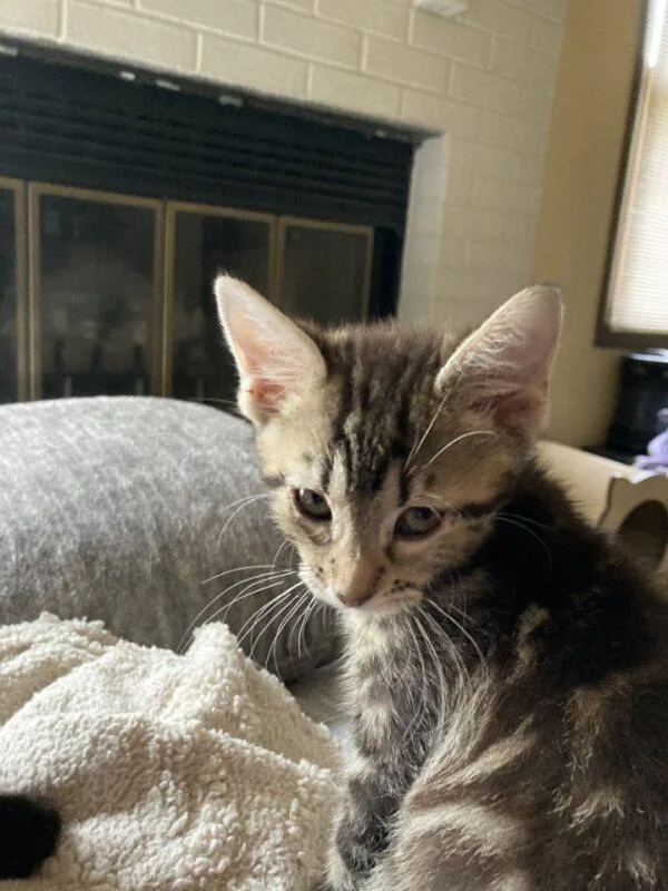 A baby medium-sized male Gray / Blue / Silver Domestic Short Hair cat named Zorg for adoption in Evansville, IN