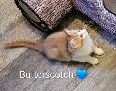 Butterscotch