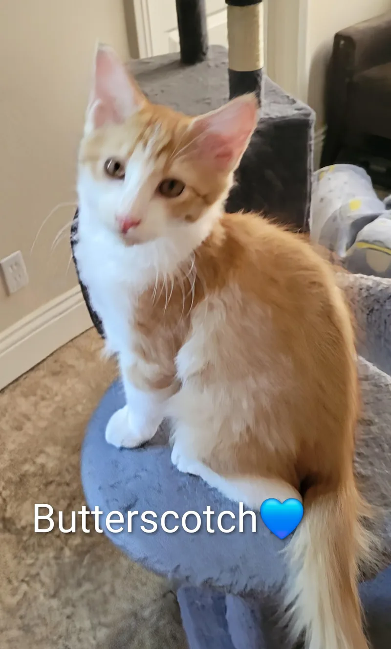 Butterscotch thumbnail 2