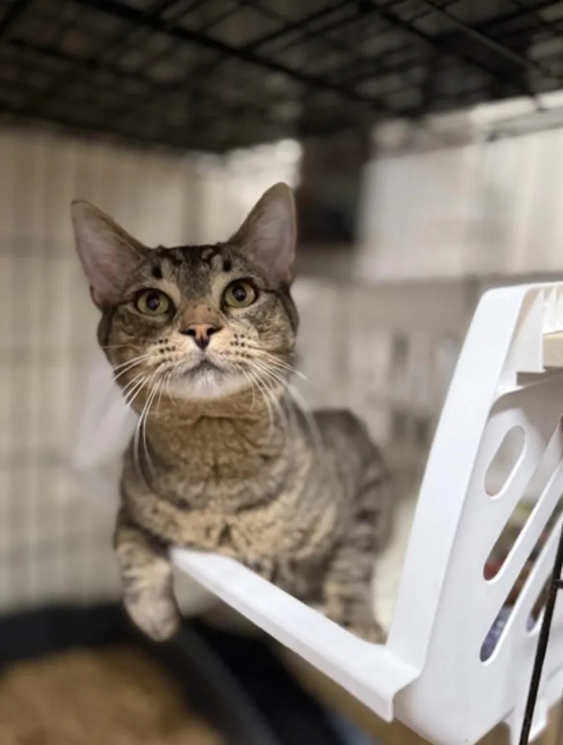A young medium-sized male Tabby (Buff / Tan / Fawn) Domestic Short Hair cat named Herbie for adoption in Pawleys Island, SC
