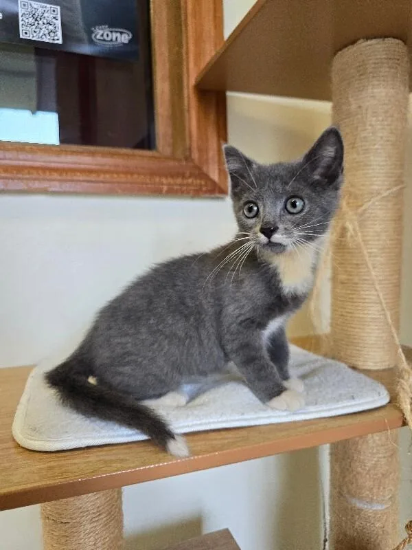 Mittens
