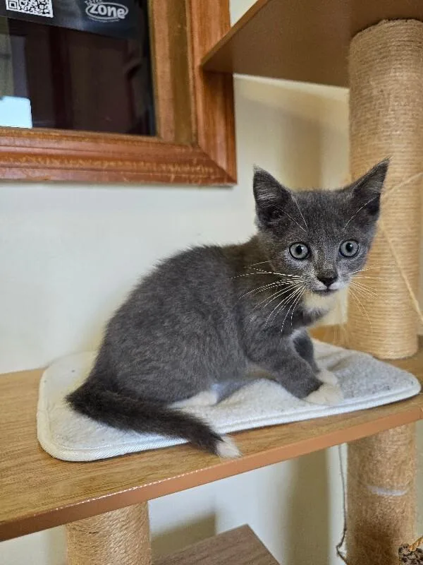 Mittens thumbnail 2