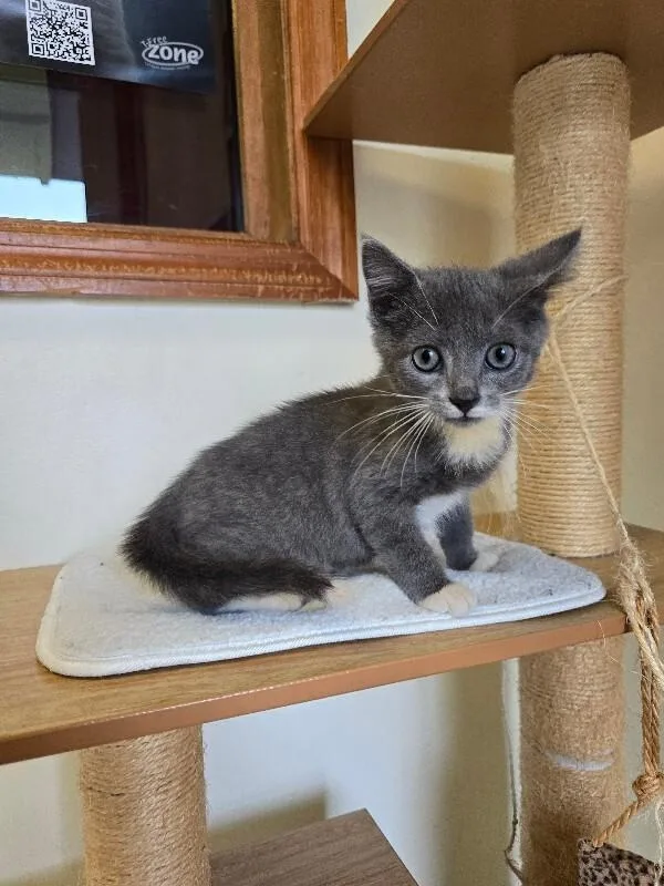 Mittens thumbnail 3