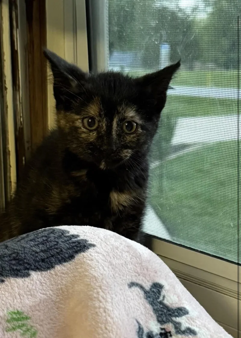 A young medium-sized female Domestic Short Hair cat named Meredith for adoption in Coralville, IA