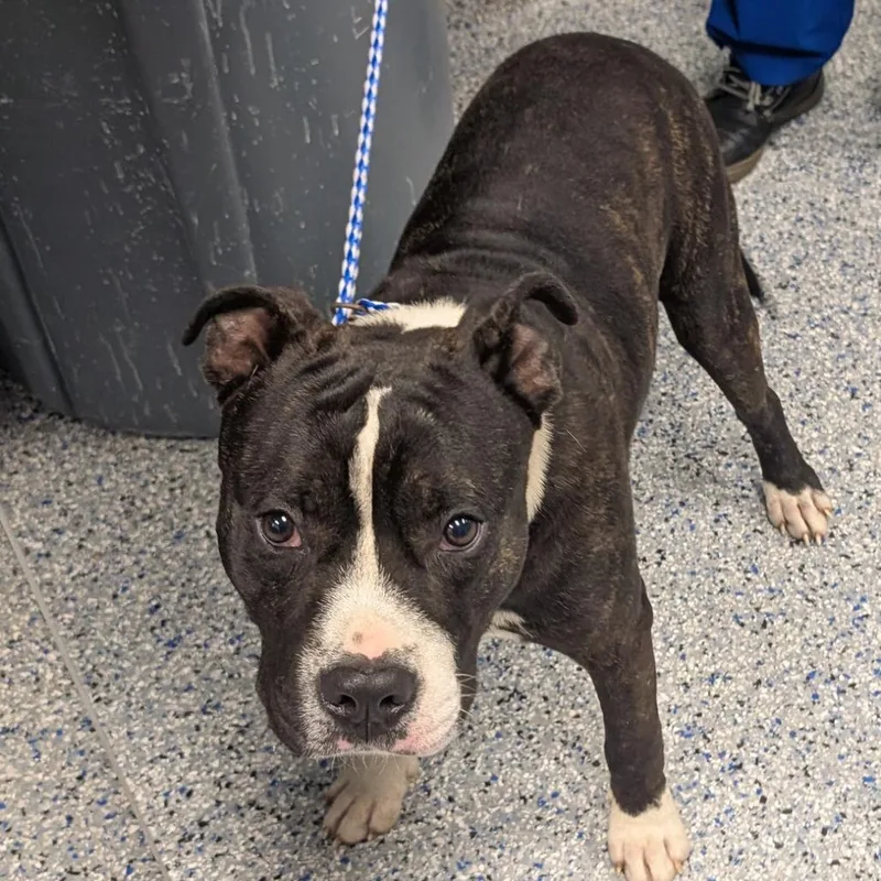 An adult medium-sized male Black American Staffordshire Terrier dog named Captain America for adoption in Greenville, SC