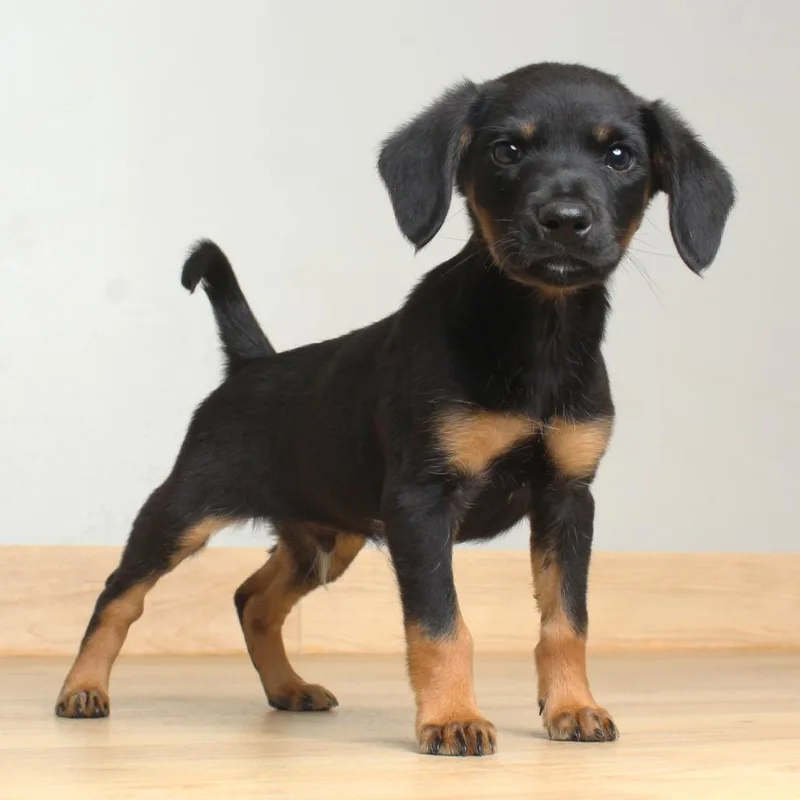 A baby small-sized male Black Chihuahua dog named Musketeer D for adoption in Minnetonka, MN