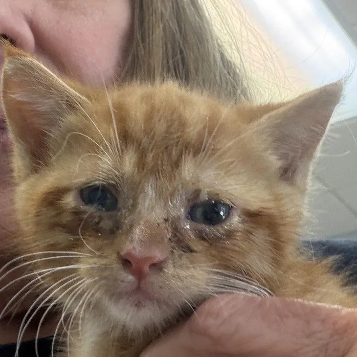 A baby small-sized male Orange / Red Domestic Short Hair cat named Fireball for adoption in Greensboro, GA