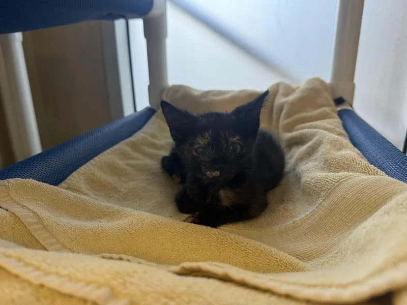 A baby medium-sized female Domestic Short Hair cat named Estee for adoption in Berkeley, CA