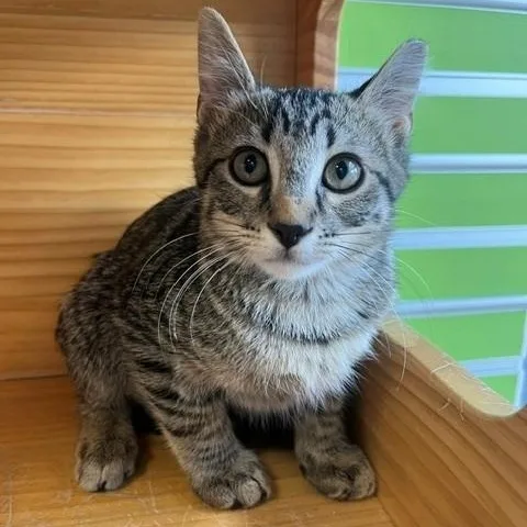 A young small-sized male Tabby (Brown / Chocolate) Domestic Short Hair cat named Bridger for adoption in Tyler, TX