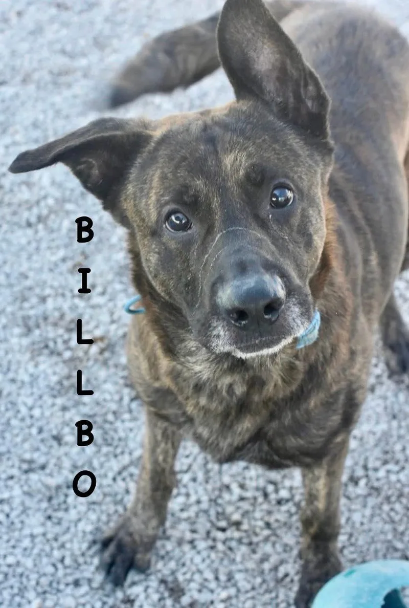 An adult large-sized male Brindle Dutch Shepherd dog named Billbo for adoption in Bowling Green, OH