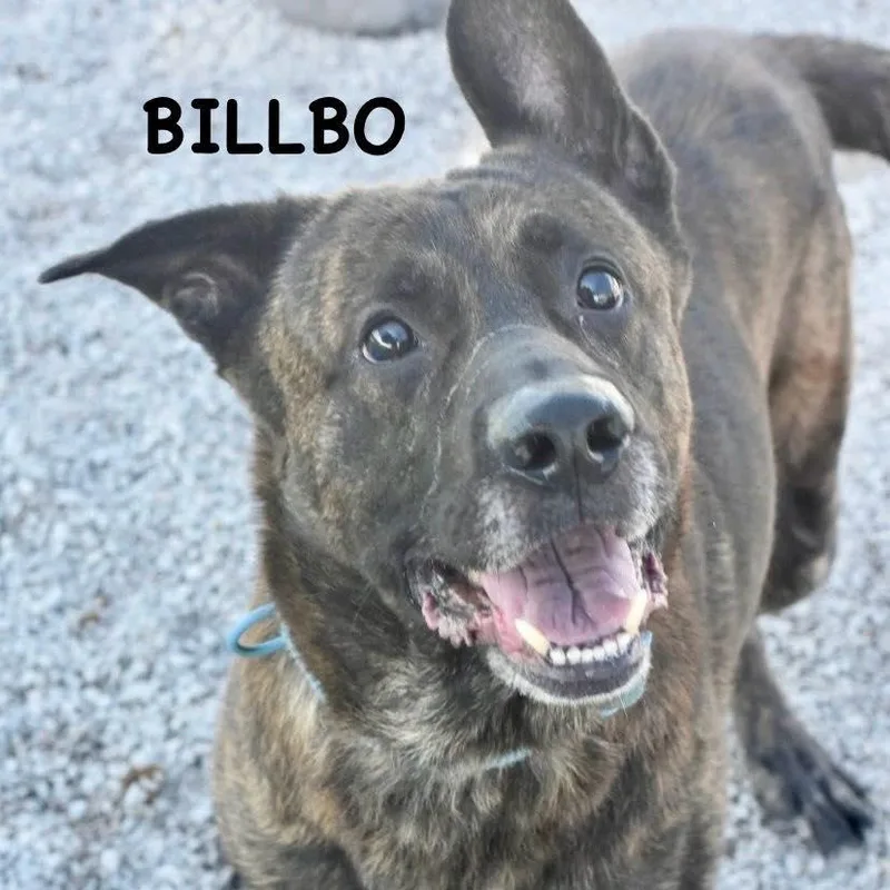 Billbo thumbnail 2