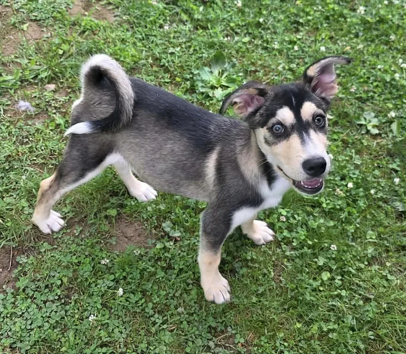 A baby medium-sized male Tricolor (Brown, Black, & White) Husky dog named Oakley for adoption in Greensburg, PA