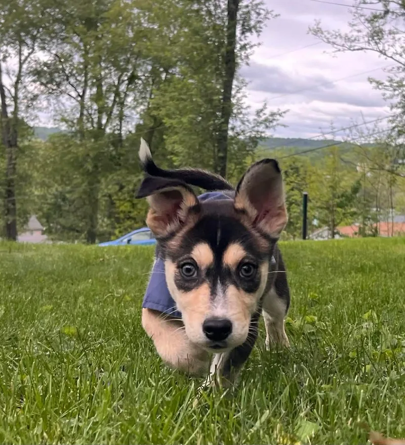 Oakley thumbnail 6