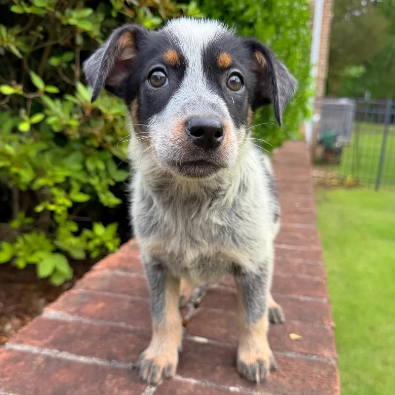 A baby medium-sized female White / Cream Mixed Breed dog named Daffodil for adoption in Brownsboro, AL