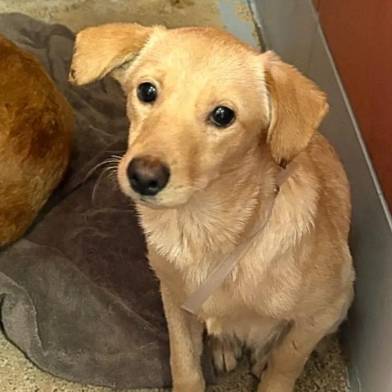 A young medium-sized female Chihuahua dog named Zori for adoption in Houston, TX