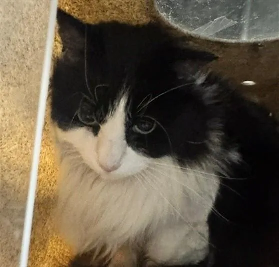 A senior large-sized male Domestic Long Hair cat named Luca for adoption in Anchorage, AK