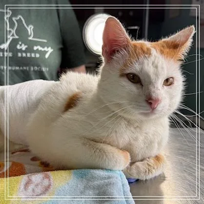 A young medium-sized male White Domestic Short Hair cat named FlapJack for adoption in Archbold , OH
